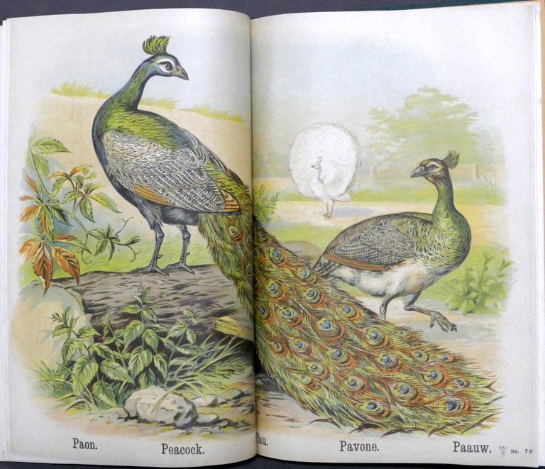 I nostri animali domestici - Libro per bambini - ed. …