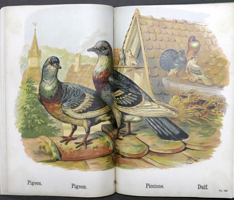 I nostri animali domestici - Libro per bambini - ed. …