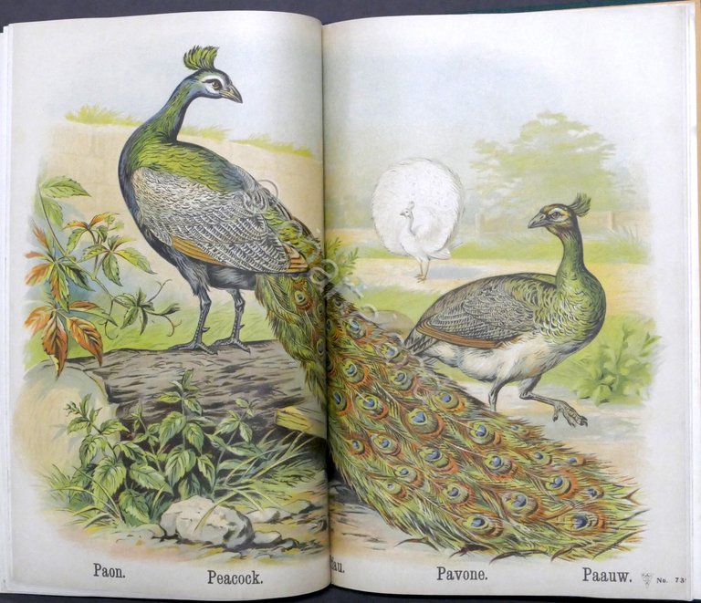 I nostri animali domestici - Libro per bambini - ed. …