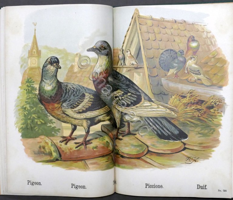 I nostri animali domestici - Libro per bambini - ed. …