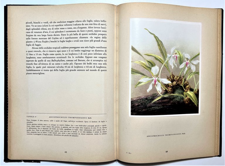Kupper / Linsenmaier - Orchidee - ed. 1952