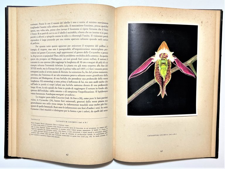 Kupper / Linsenmaier - Orchidee - ed. 1952