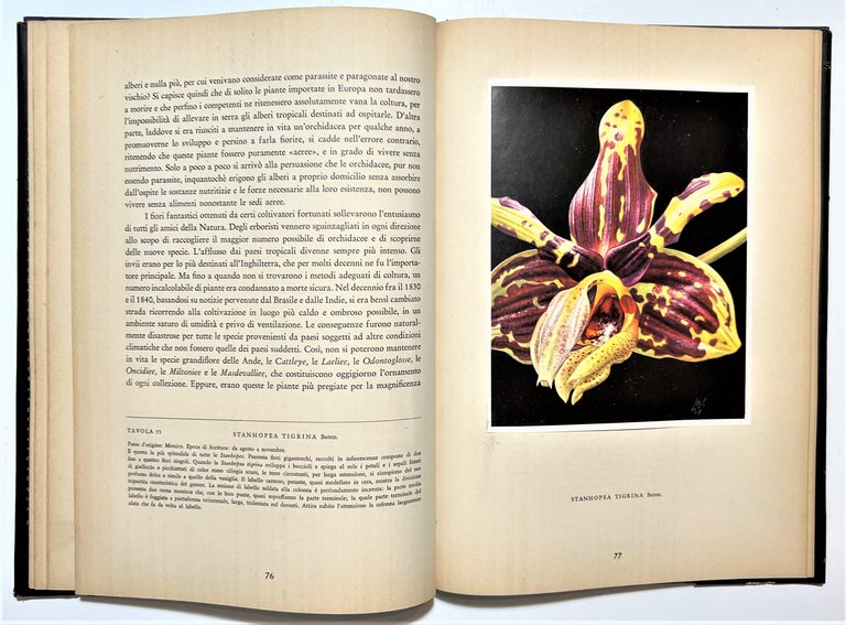 Kupper / Linsenmaier - Orchidee - ed. 1952