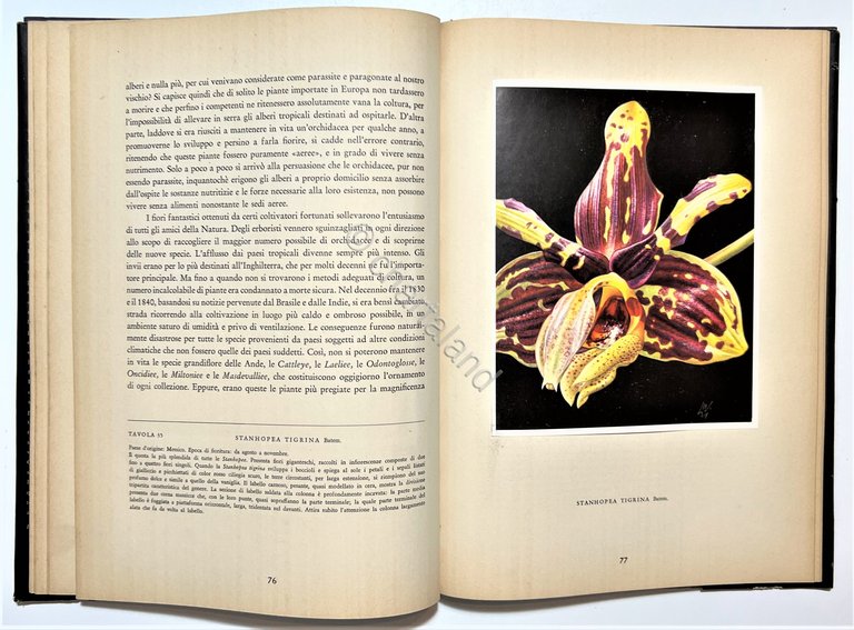 Kupper / Linsenmaier - Orchidee - ed. 1952