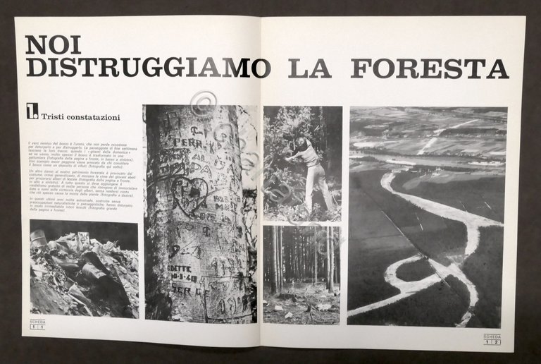 L. Cedrini - Boschi e foreste: un patrimonio da salvare …