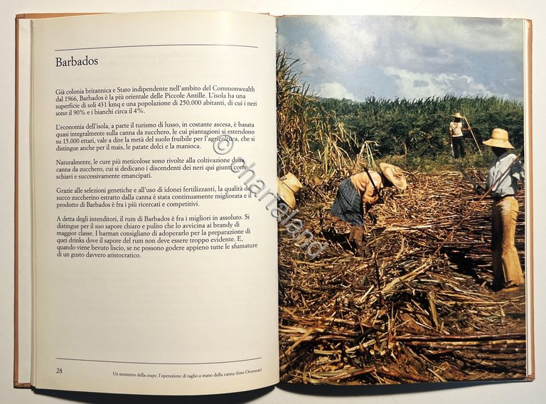 L. Imbriani - Il Rum: dove, come, quando - ed. …