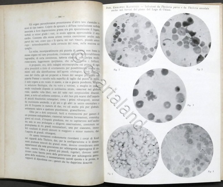 La Clinica Veterinaria - Rassegna di Polizia Sanitaria e di …