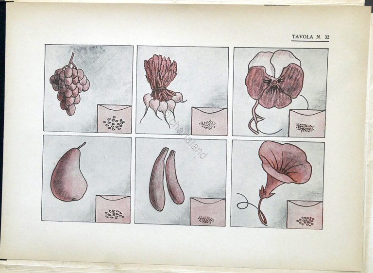 Libri per bambini - Rosa Agazzi - Lingua Parlata - …