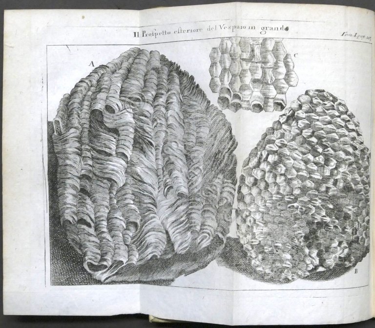 Lo spettacolo della natura esposto in varj dialoghi - Tomo …