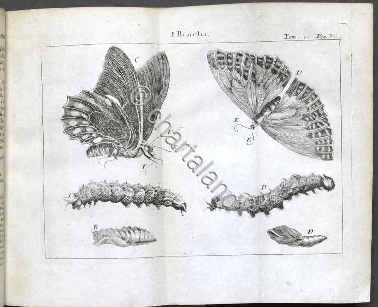 Lo spettacolo della natura esposto in varj dialoghi - Tomo …