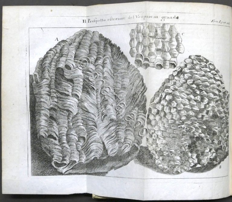 Lo spettacolo della natura esposto in varj dialoghi - Tomo …