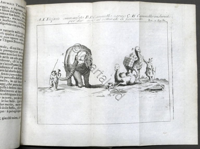 Lo spettacolo della natura esposto in varj dialoghi - Tomo …