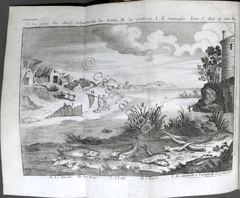 Lo spettacolo della natura esposto in varj dialoghi - Tomo …