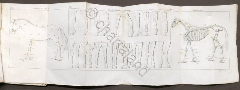 M. Lebeaud - Manuel Complet du Veterinaire - ed. 1833