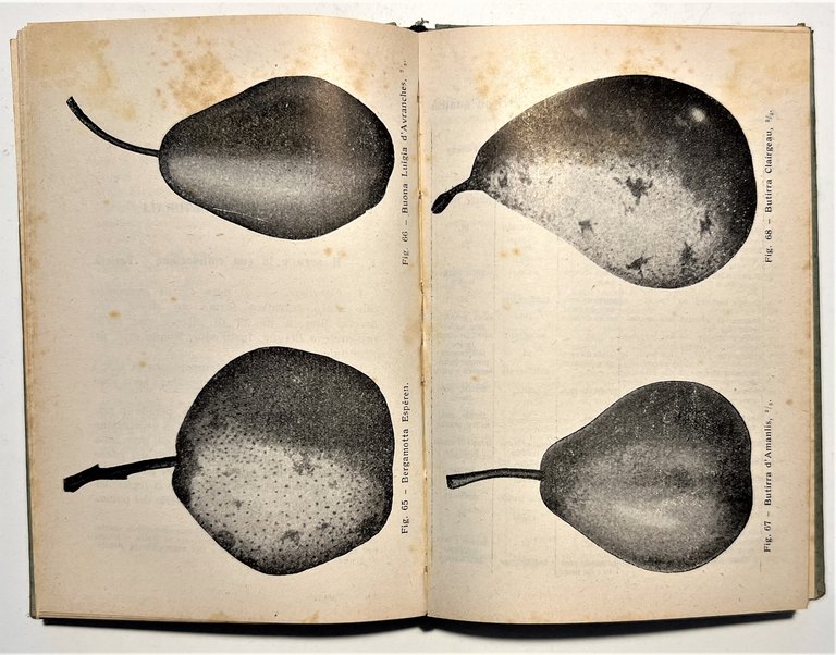 Manuale Hoepli - D. Tamaro - Frutticoltura - ed. 1943