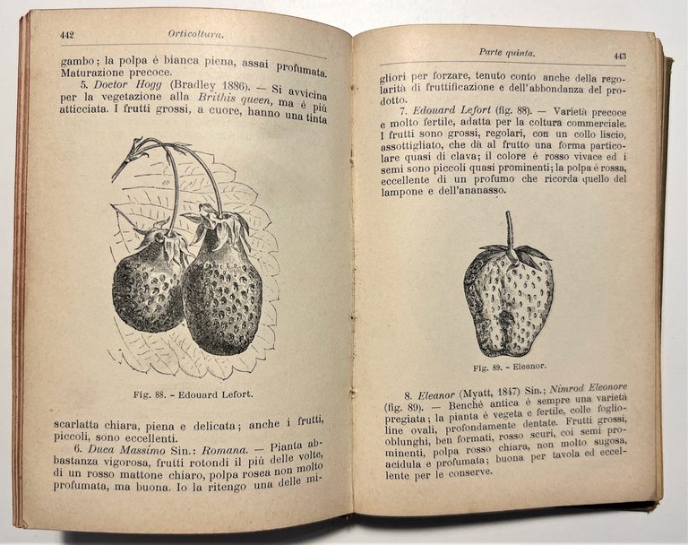 Manuale Hoepli - D. Tamaro - Orticoltura - ed. 1910