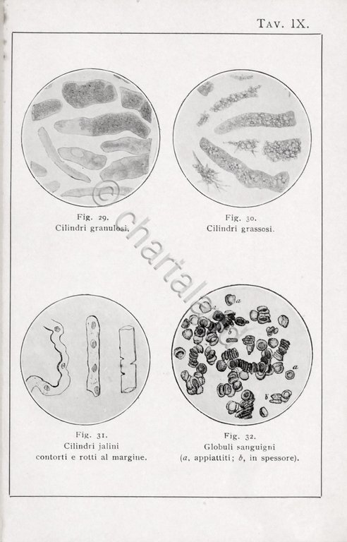 Manuali Hoepli - Dott. Giacomo Tellera - Analisi Urine - … | Immagine Gallery 5