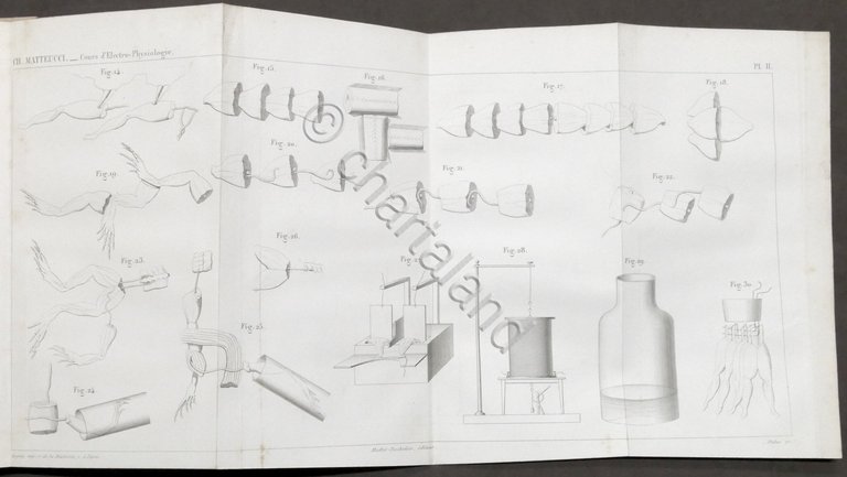 Matteucci - Cours d'electro-physiologie 1858 / Corso di elettro-fisiologia 1861