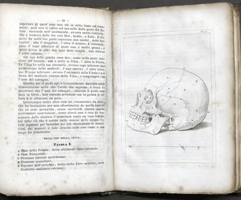 Medicina - Elementi di anatomia esterna - Ed. Lapi, Papini … | Immagine Gallery 2