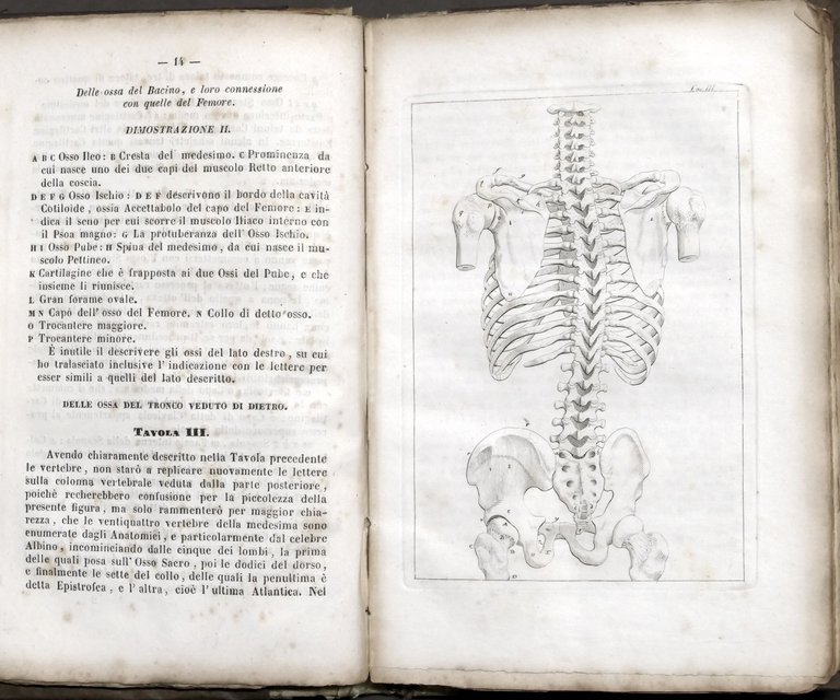 Medicina - Elementi di anatomia esterna - Ed. Lapi, Papini … | Immagine Gallery 3