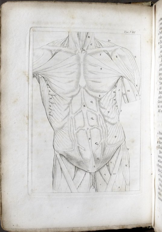 Medicina - Elementi di anatomia esterna - Ed. Lapi, Papini … | Immagine Gallery 5