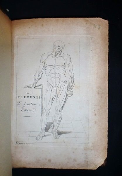 Medicina - Elementi di anatomia esterna - Ed. Lapi, Papini … | Immagine Gallery 7