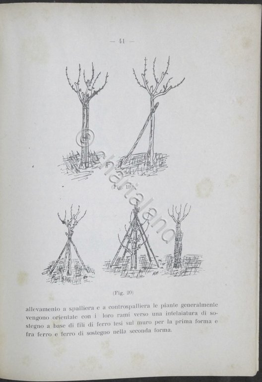 O. Soverchia - Elementi di Frutticoltura - ed. 1941 - …