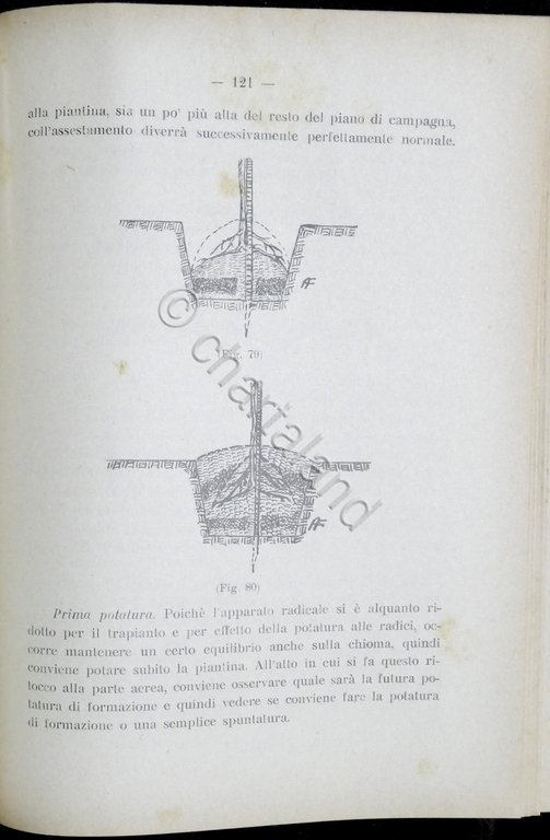 O. Soverchia - Elementi di Frutticoltura - ed. 1941 - …