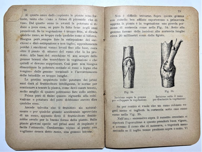 P. G. Rho - Frutticoltura pratica ad uso degli agricoltori …