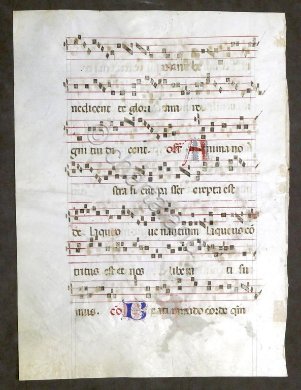Pagina originale manoscritta da Antifonario medievale Canto liturgico XV secolo