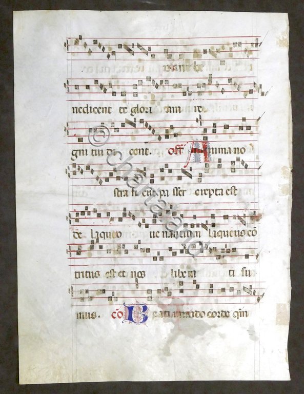 Pagina originale manoscritta da Antifonario medievale Canto liturgico XV secolo