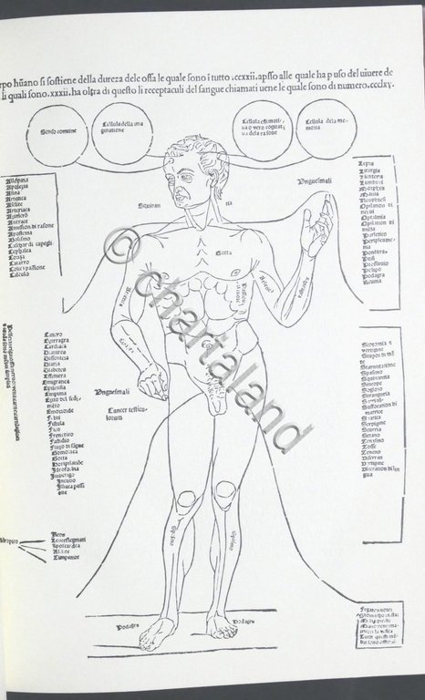 Petrus Montagnana - Fasciculo de Medicina - ed. 1494 - …