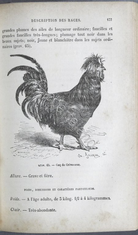 Pollicoltura - Ch. Jacque - Le Poulailler - Poules indigenes …