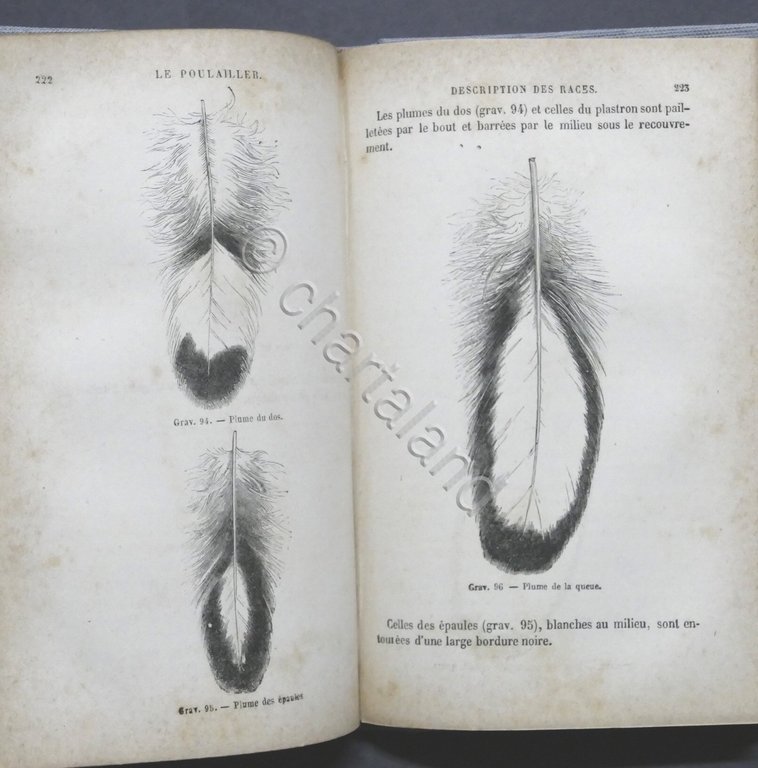 Pollicoltura - Ch. Jacque - Le Poulailler - Poules indigenes …