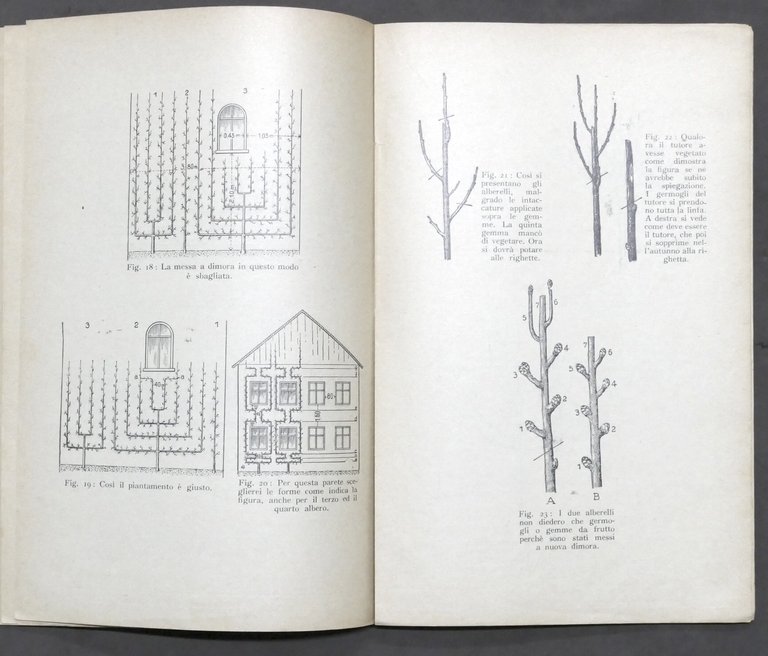 Risposte esplicative del Pekrun a domande su potatura albero da …