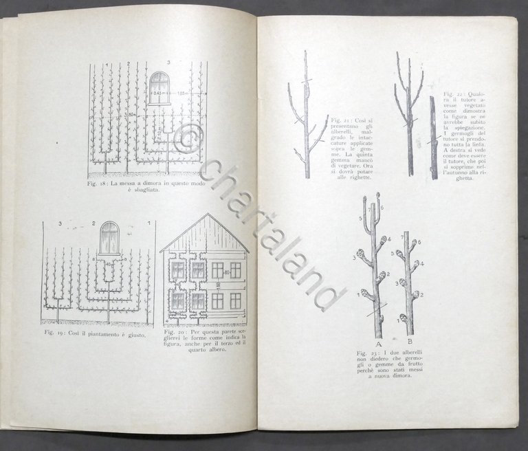 Risposte esplicative del Pekrun a domande su potatura albero da …