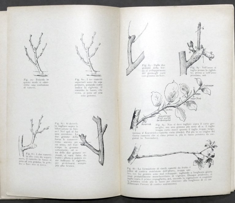 Risposte esplicative del Pekrun a domande su potatura albero da …