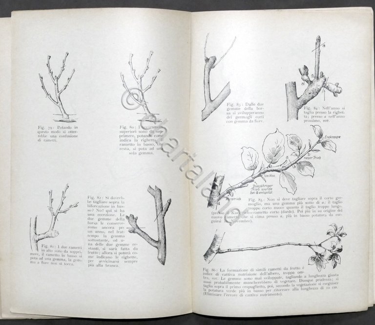 Risposte esplicative del Pekrun a domande su potatura albero da …