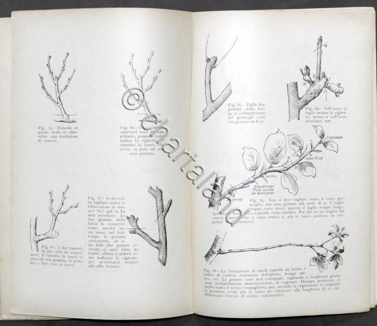 Risposte esplicative del Pekrun a domande su potatura albero da …