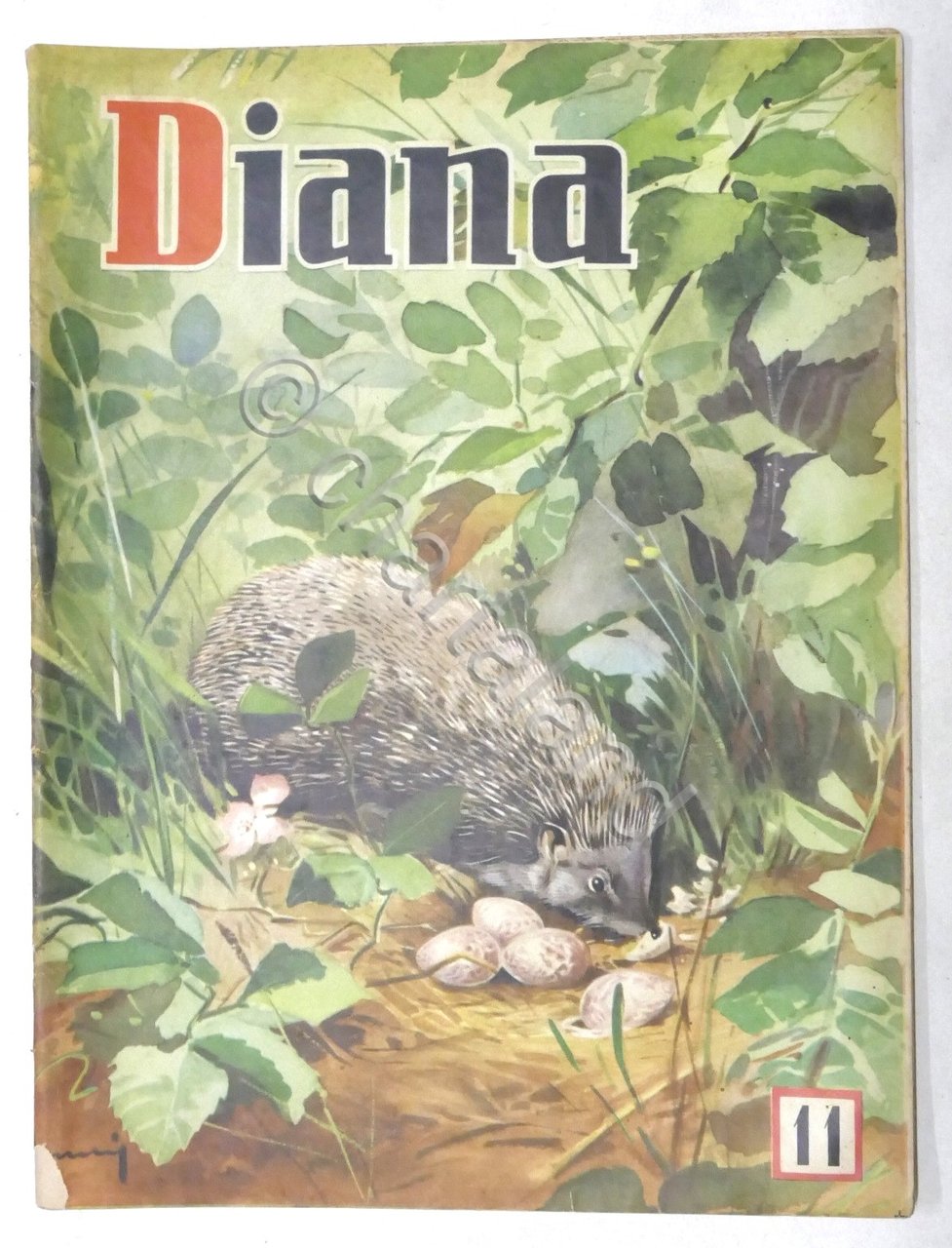 Rivista Caccia - Diana - N. 11 - Giugno 1954