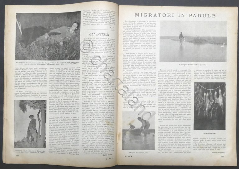 Rivista Caccia - Diana - N. 11 - Giugno 1954