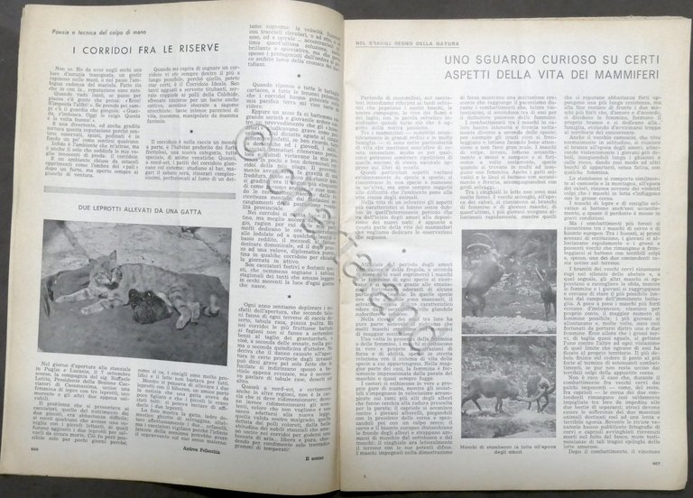 Rivista Caccia - Diana - N. 22 - Novembre 1958