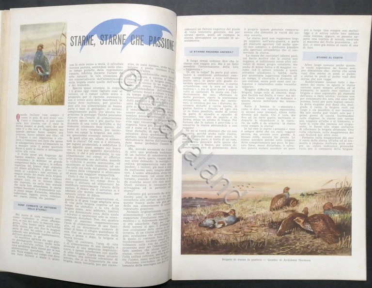 Rivista Caccia - Diana - N. 24 - Dicembre 1959