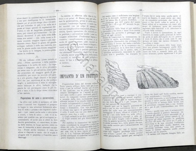 Rivista di Agricoltura - Pubblicazione quindicinale - Anno X - …