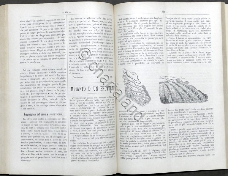 Rivista di Agricoltura - Pubblicazione quindicinale - Anno X - …