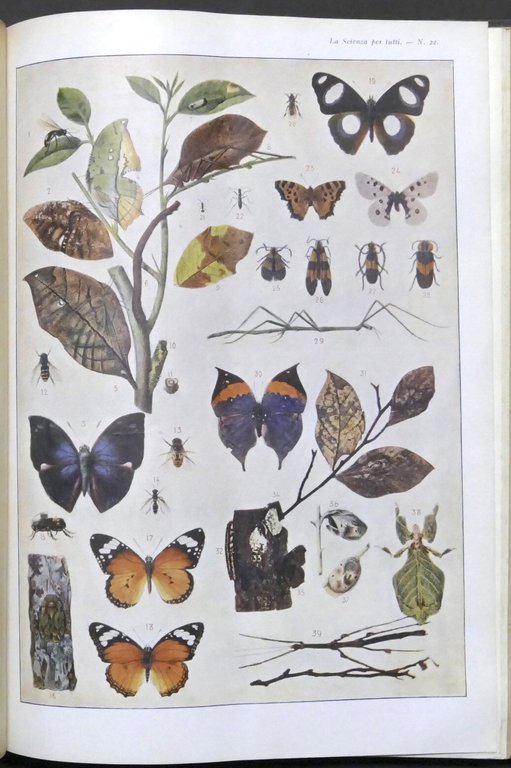 Rivista La Scienza per Tutti - Anno XVI completo - … | Immagine Gallery 10