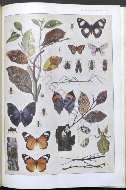 Rivista La Scienza per Tutti - Anno XVI completo - … | Immagine Gallery 12