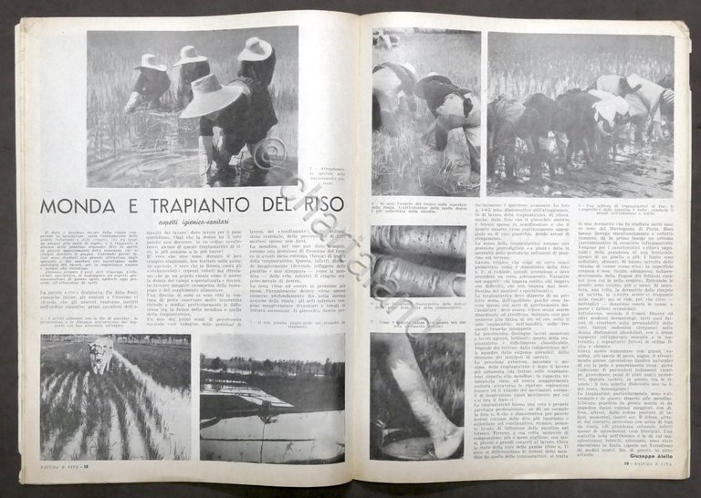 Rivista Natura e Vita - Anno I completo - 6 …