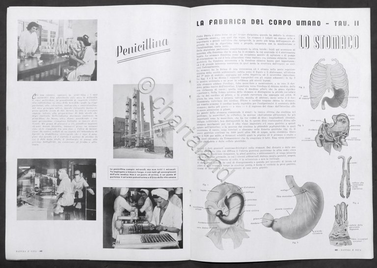 Rivista Natura e Vita - Anno I completo - 6 …