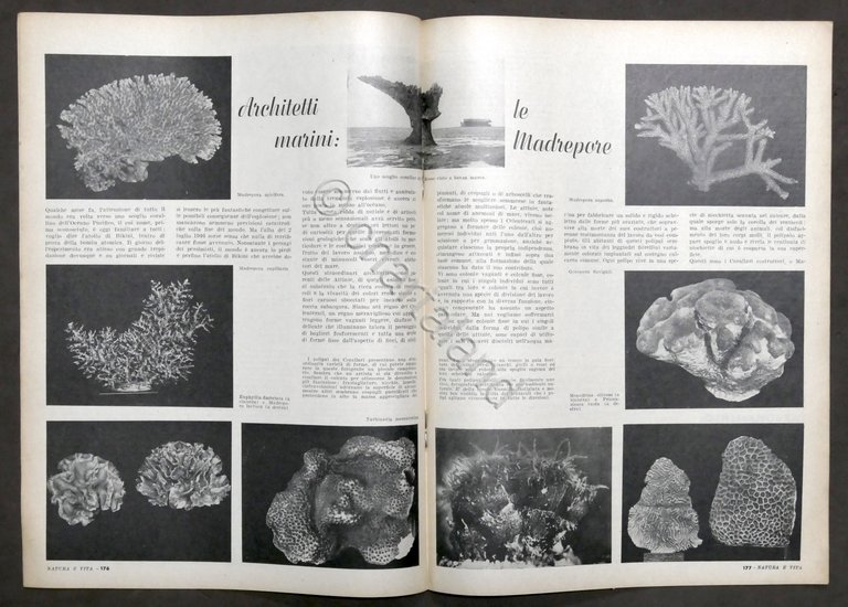 Rivista Natura e Vita - Anno II completo - 5 …